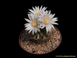 Turbinicarpus pseudomacrochele v. albiflora 243